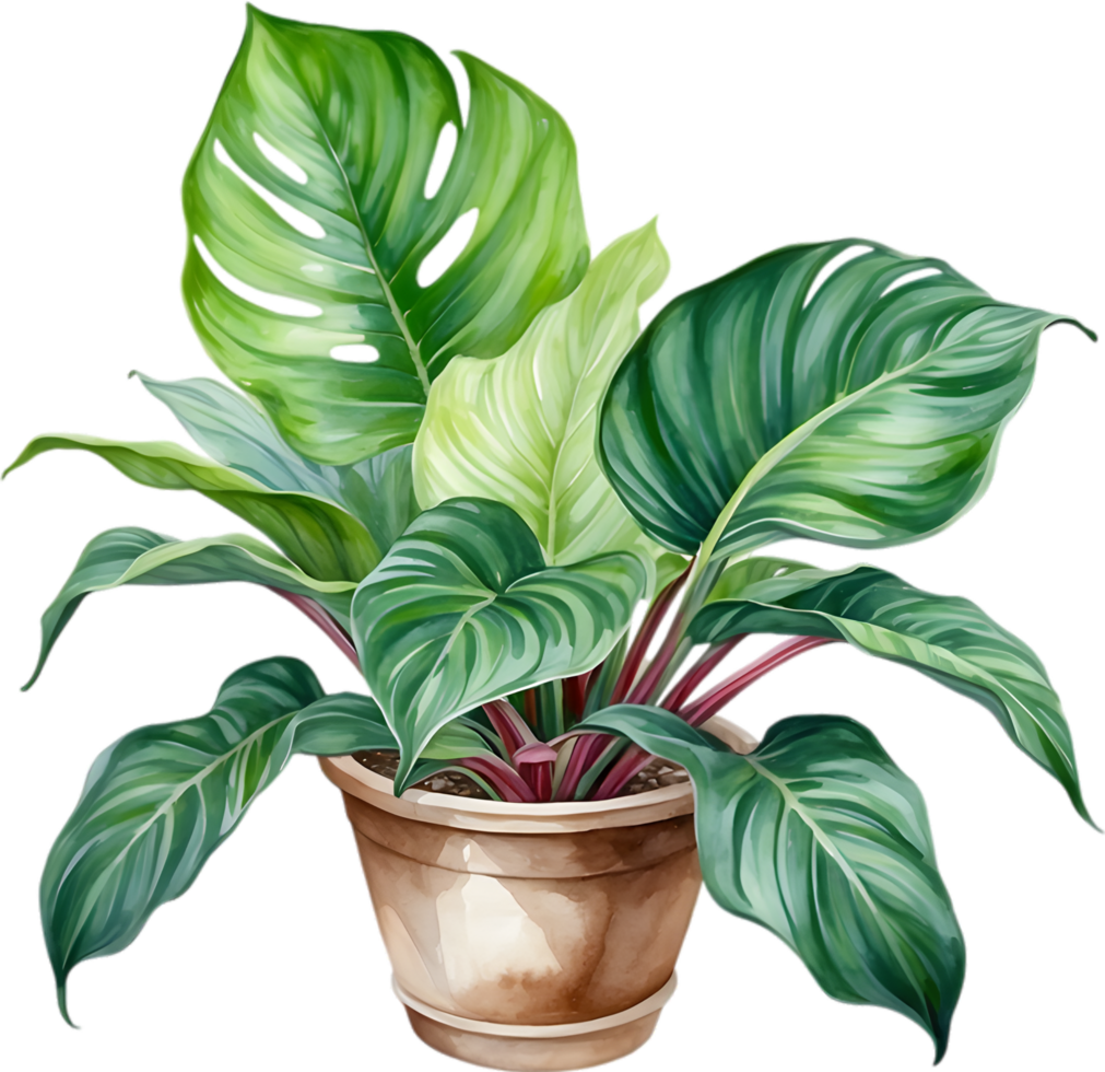 AI generated Watercolor painting of the Calathea Roseopicta plant. png