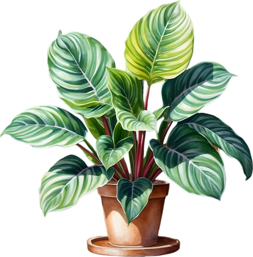 AI generated Watercolor painting of the Calathea Roseopicta plant. png