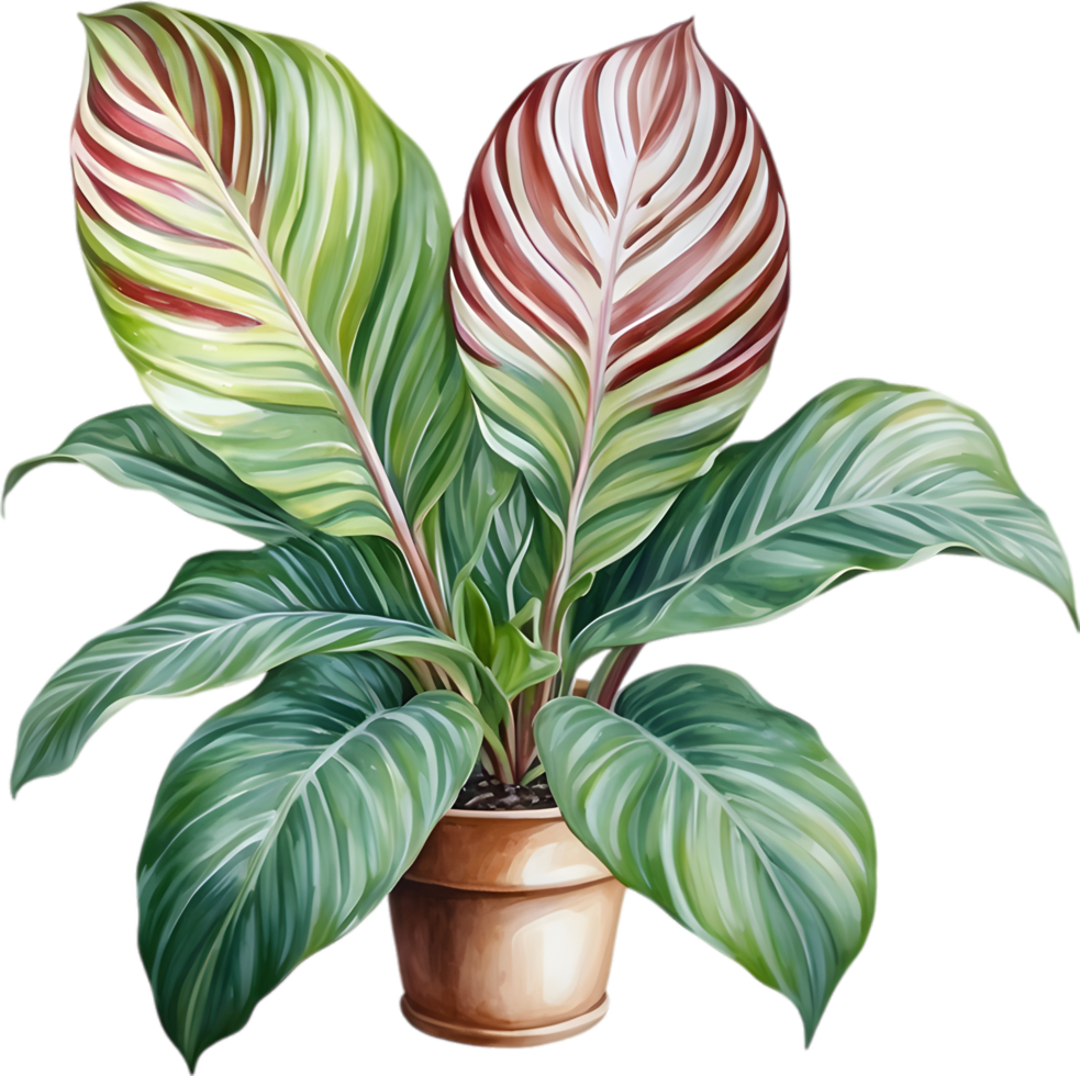 AI generated Watercolor painting of the Calathea Roseopicta plant. png