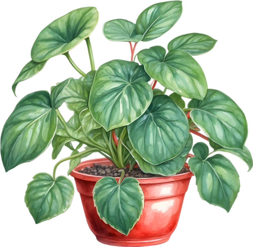 ai gerado aguarela pintura do a Melancia peperomia plantar. png