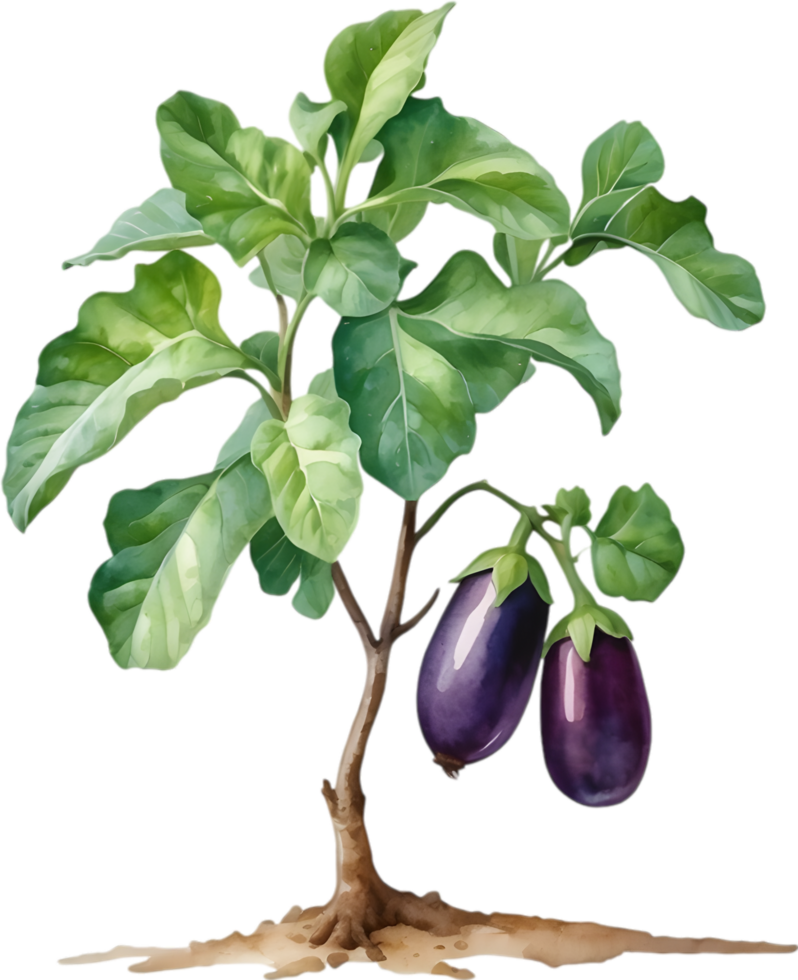 AI generated Eggplant tree, watercolor painting of an eggplant tree. png