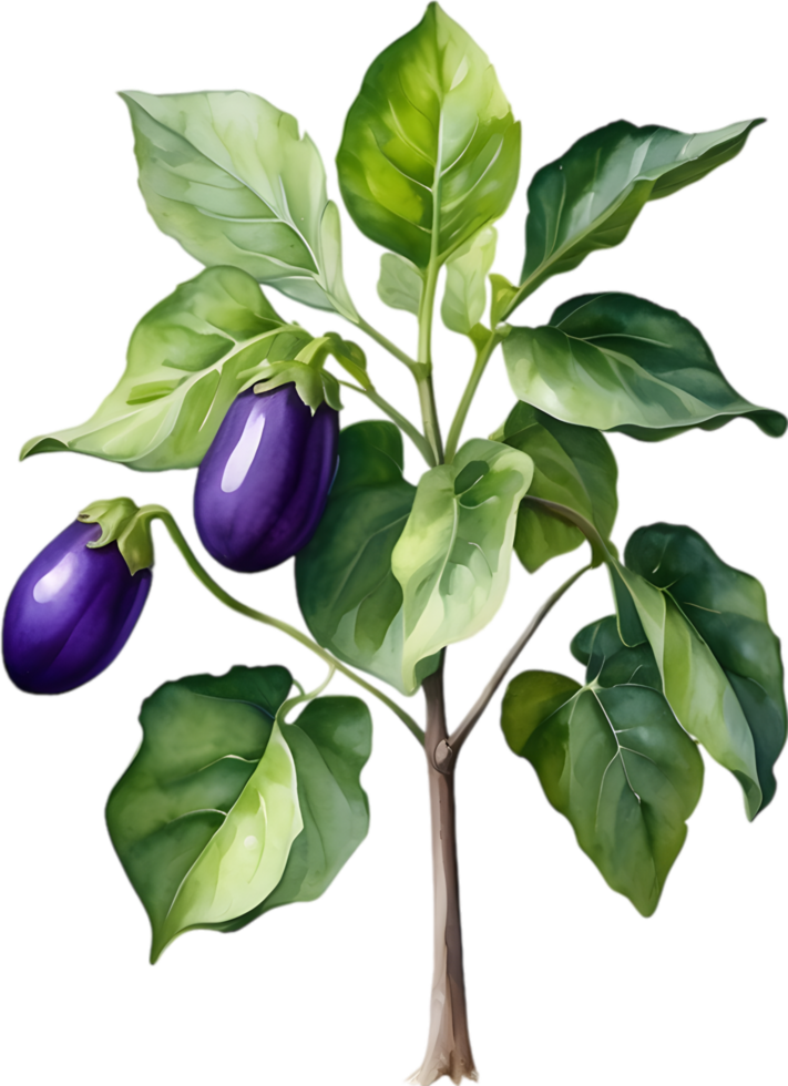 AI generated Eggplant tree, watercolor painting of an eggplant tree. png