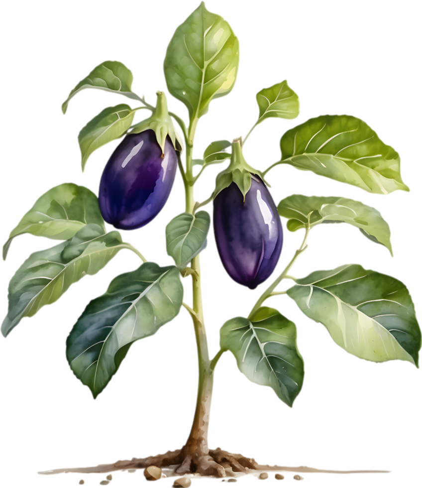 AI generated Eggplant tree, watercolor painting of an eggplant tree. png