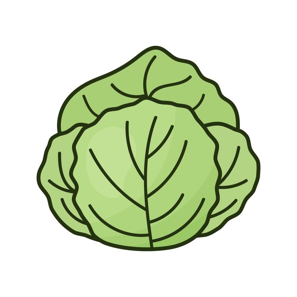 white cabbage vector