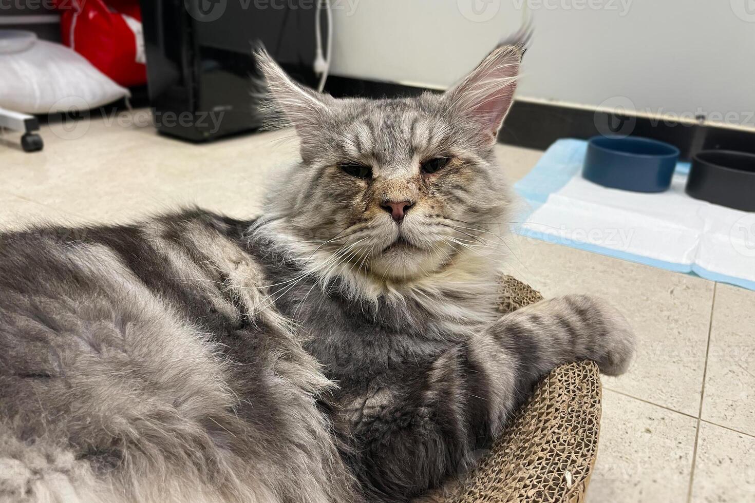 Cute tabby silver grey young maine coon cat lying on hammock at home looking at camera. 3 years old kitten relaxing photo