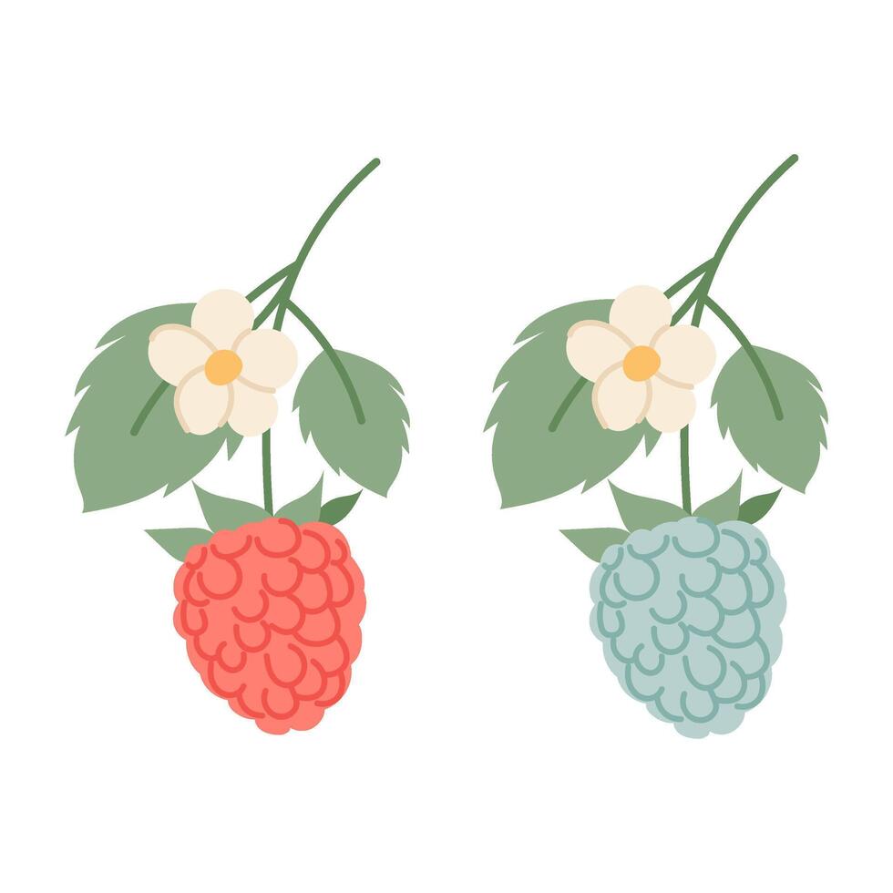 Set of vector illustrations of berries. Raspberry branch and blackberry branch in flat style. Blooming twig with berries.