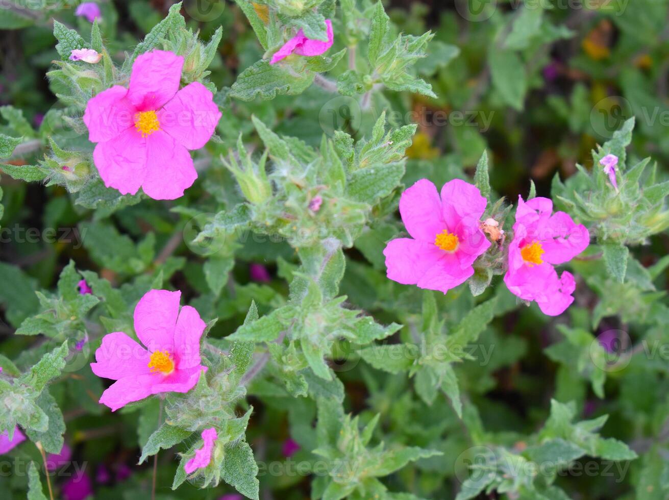 cistus crispus comúnmente llamado rizado hoja rock Rosa foto