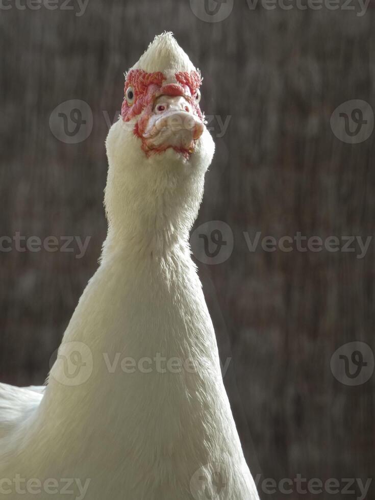 Cairina moschata White Duck Background photo