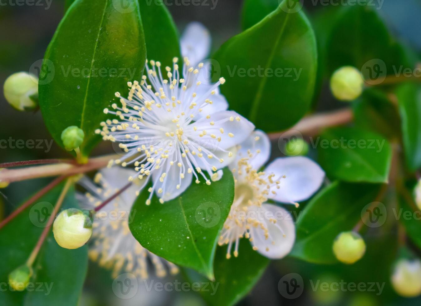 The myrtle or European myrtle Myrtus communis photo