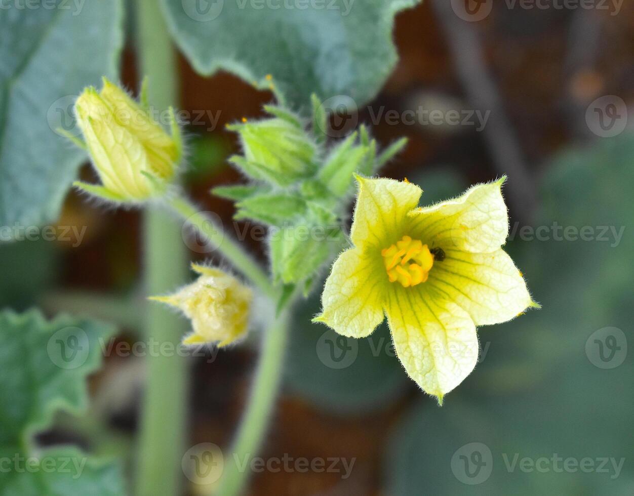 ecbalio elaterio amarillo flor foto