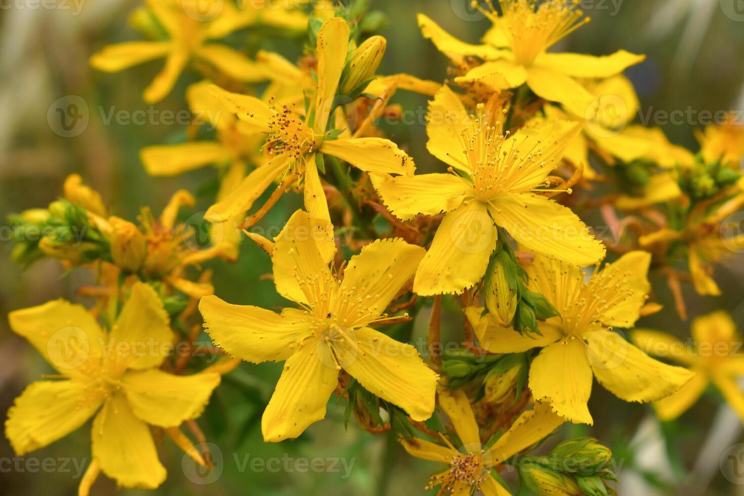 Hypericum perforatum Perforate St. John's Wort photo