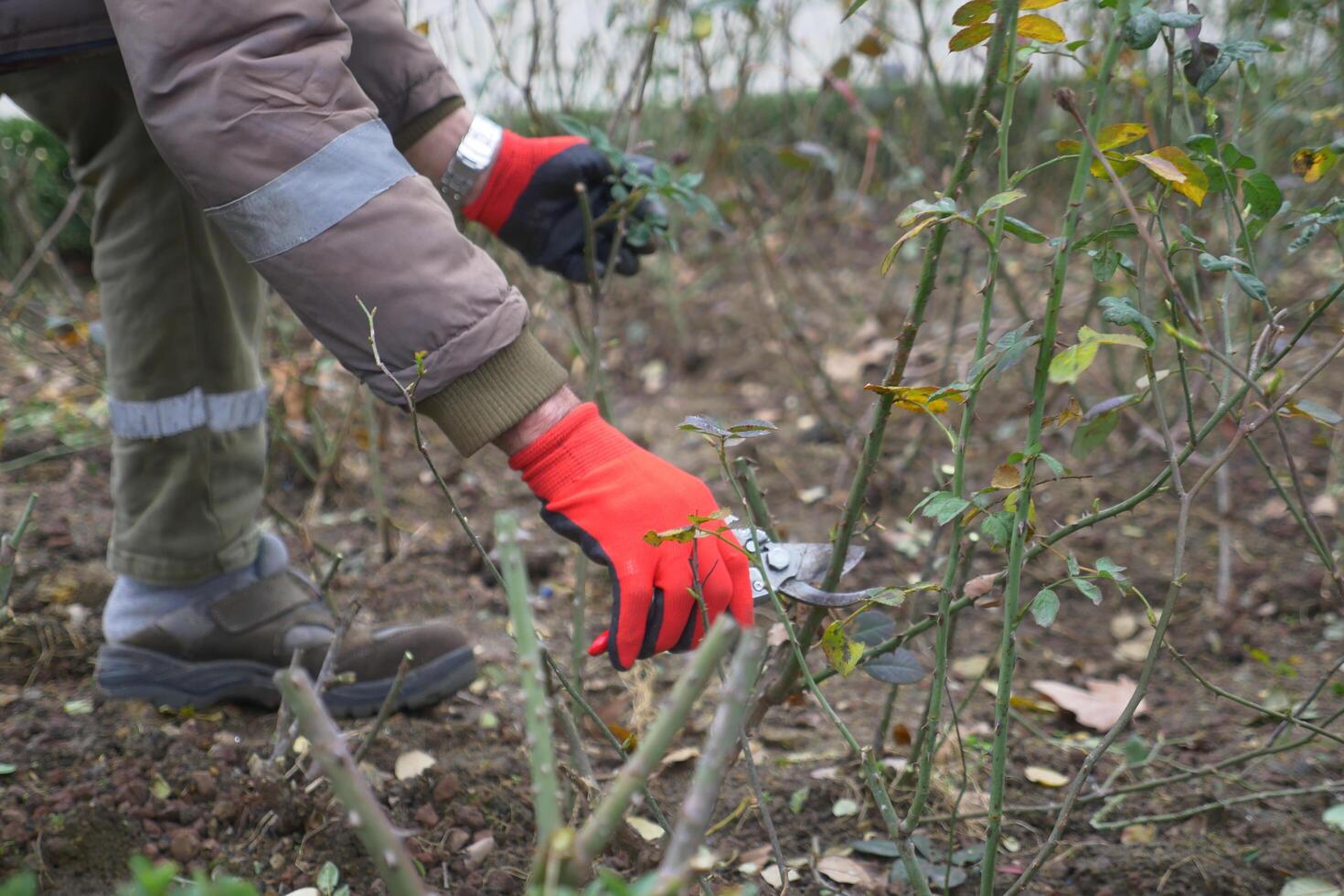 person kneeling on soil, cutting tree branches with scissors photo