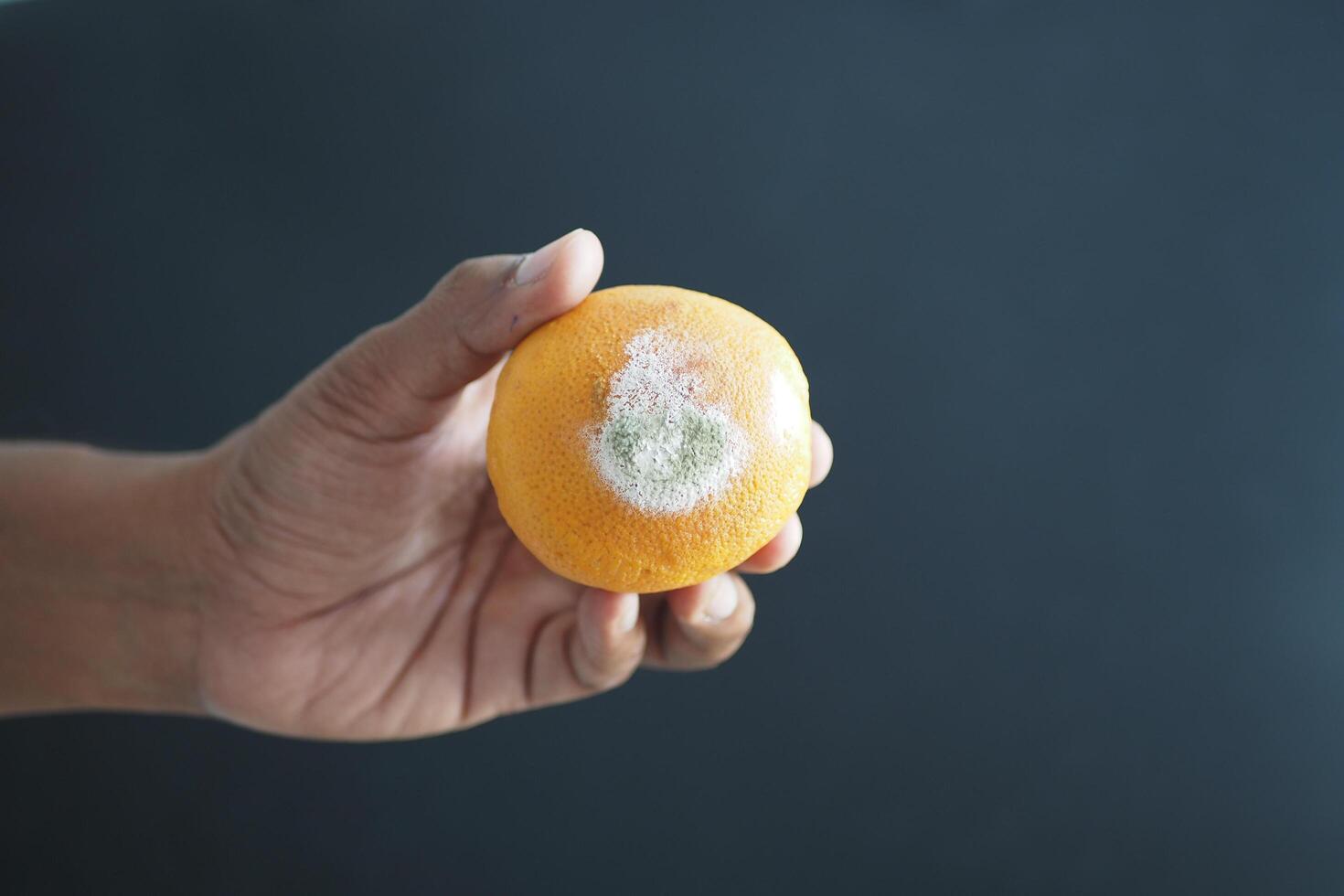 mano participación un podrido naranja. mohoso naranja foto