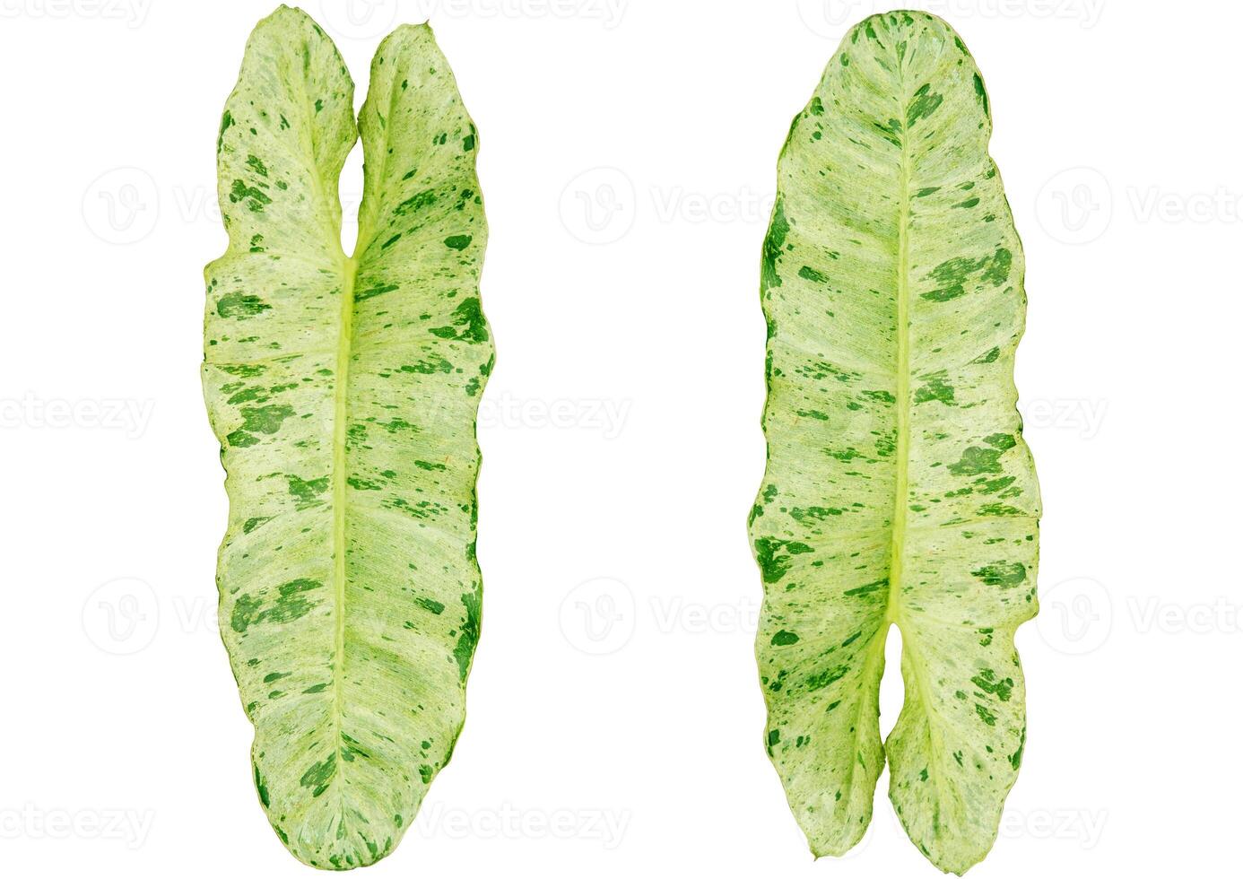 philodendron paraiso verde leaves on white background photo