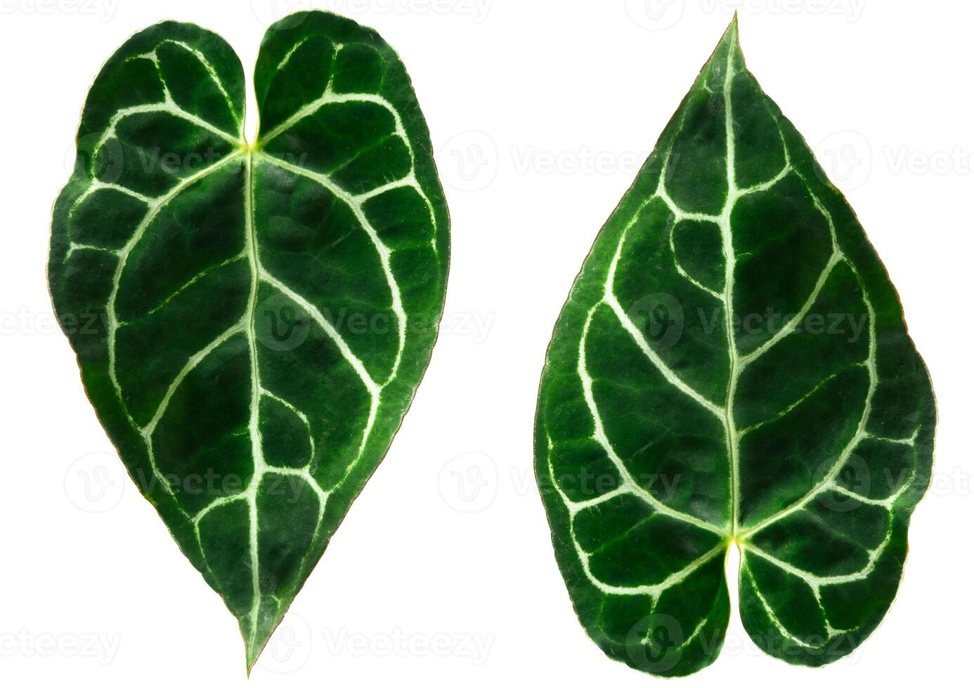 Anthurium crystallinum leaf on white background photo