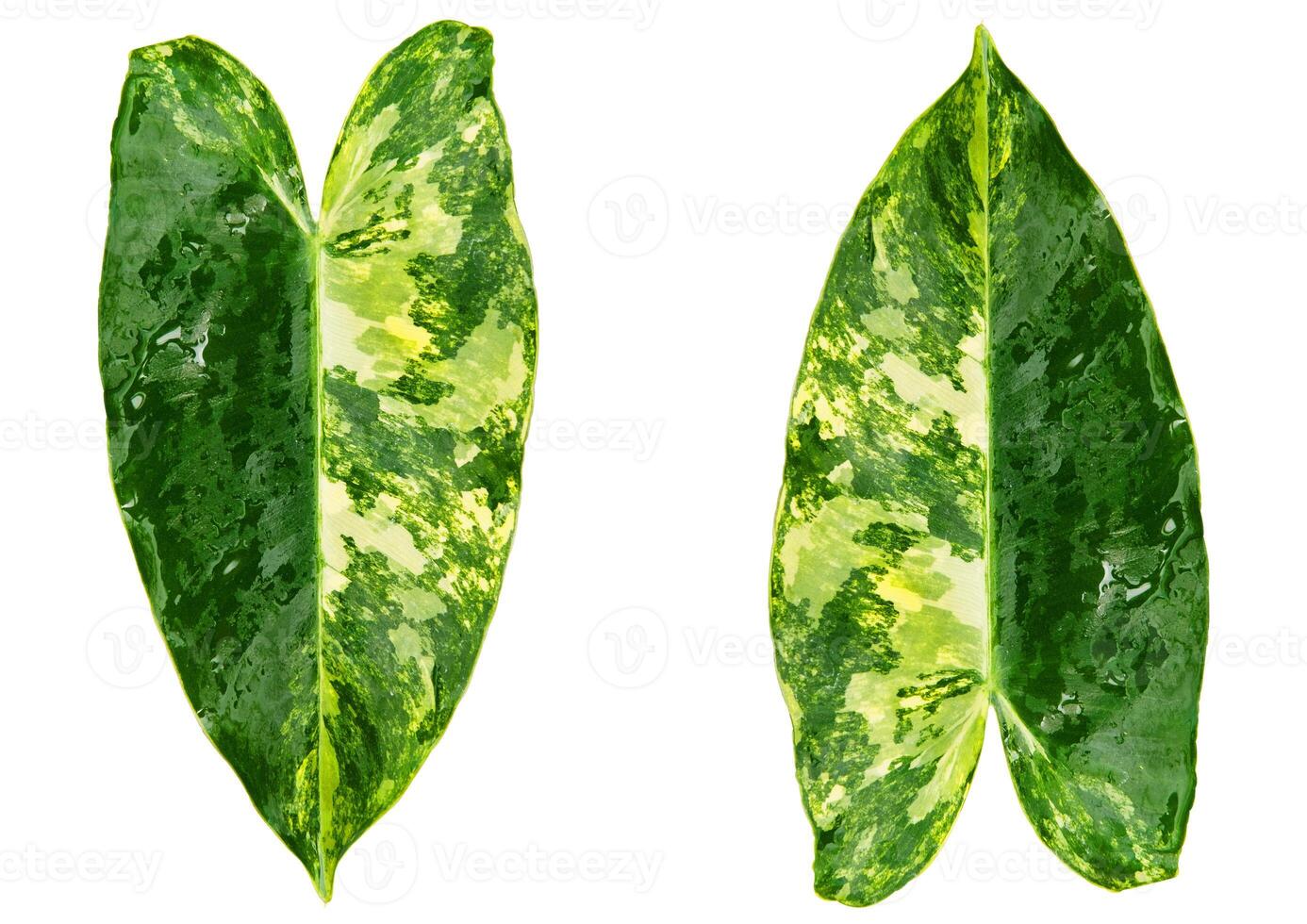 philodendron burble Marx on white background photo