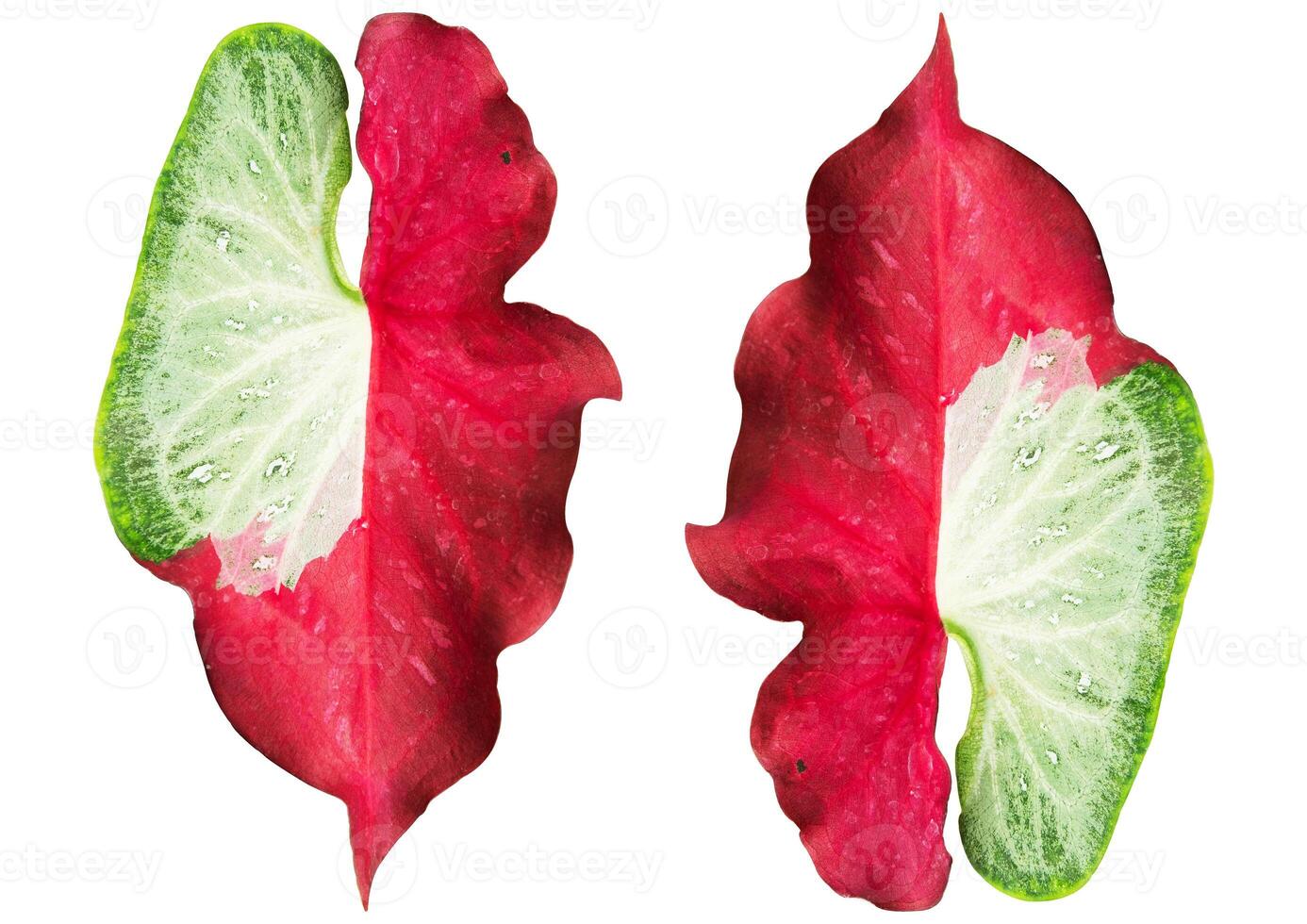 caladium leaf on white background photo