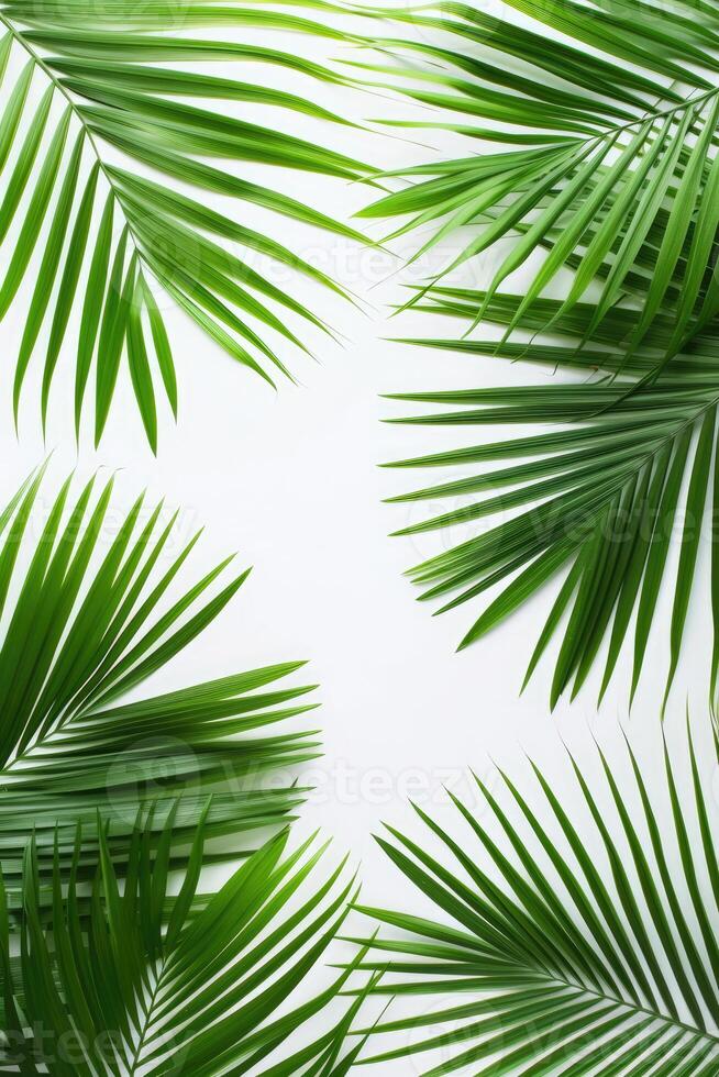 AI generated palm leaves with space on white background photo
