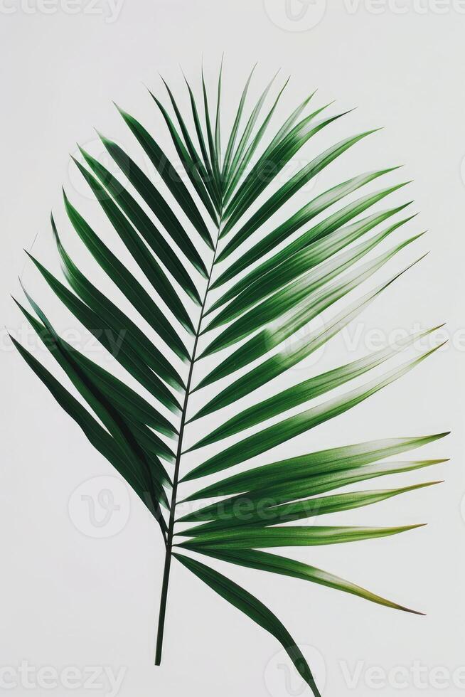 AI generated palm leaves with space on white background photo