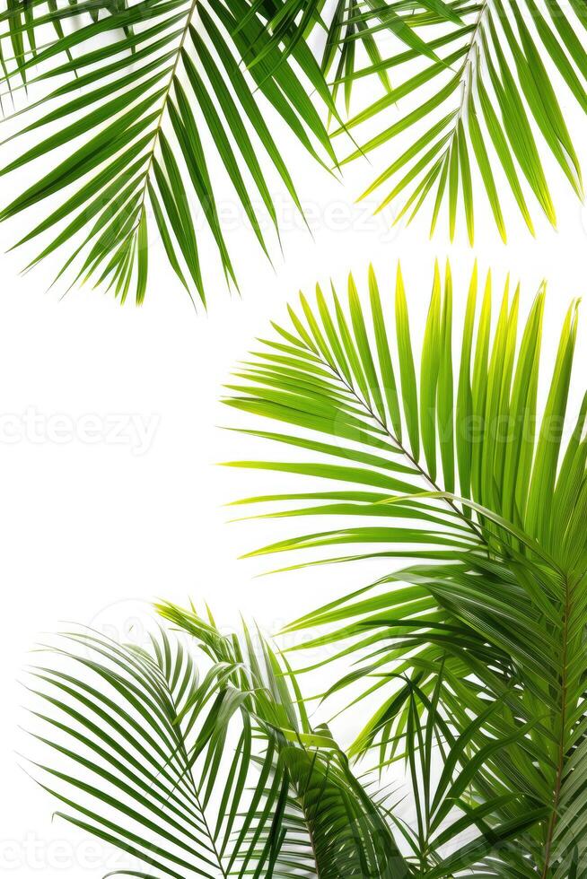 AI generated palm leaves with space on white background photo