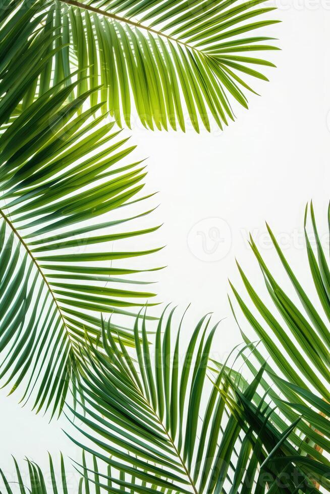 AI generated palm leaves with space on white background photo