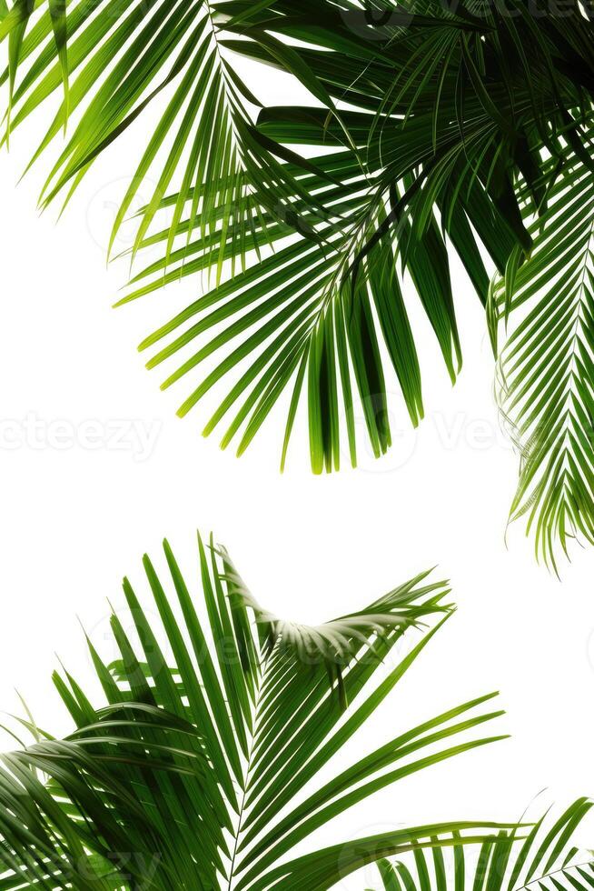 AI generated palm leaves with space on white background photo