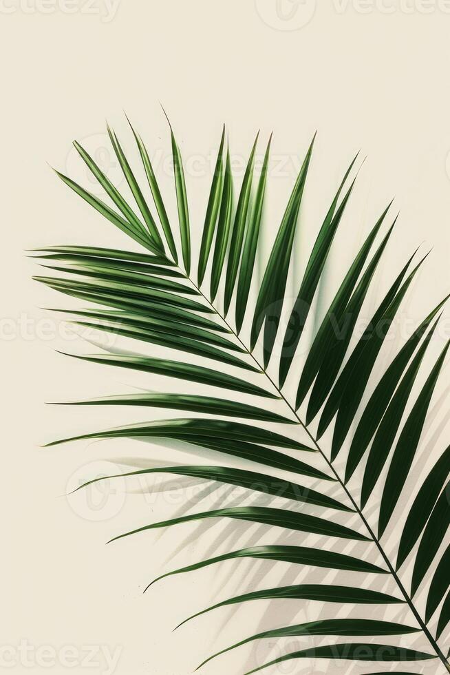 AI generated palm leaves with space on white background photo