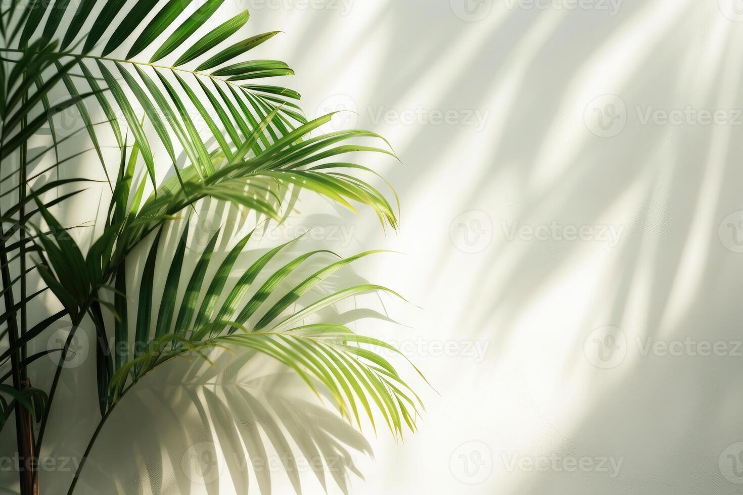 AI generated palm leaves with space on white background photo