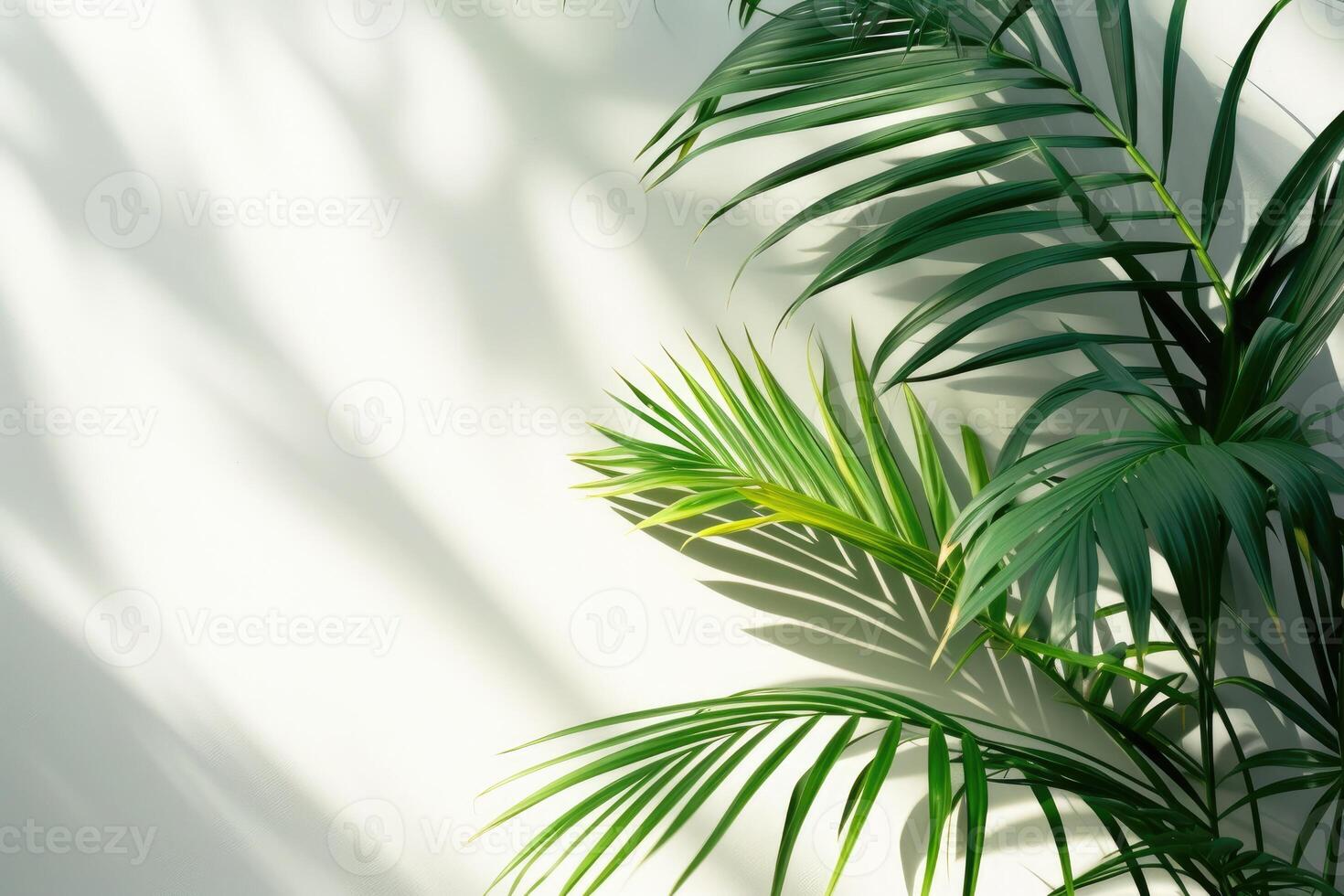 AI generated palm leaves with space on white background photo
