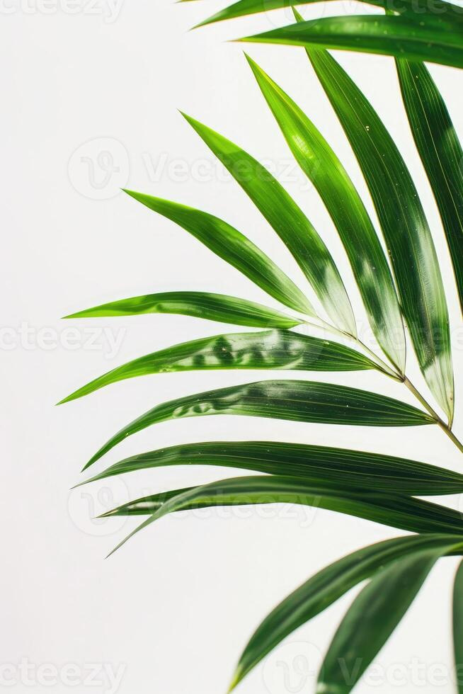 AI generated palm leaves with space on white background photo