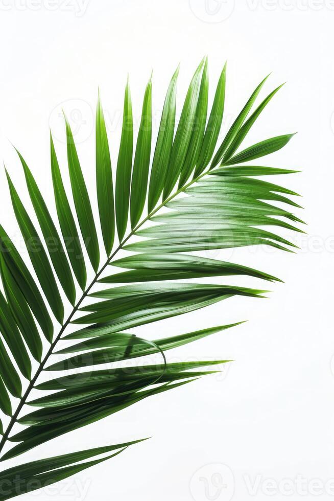 AI generated palm leaves with space on white background photo