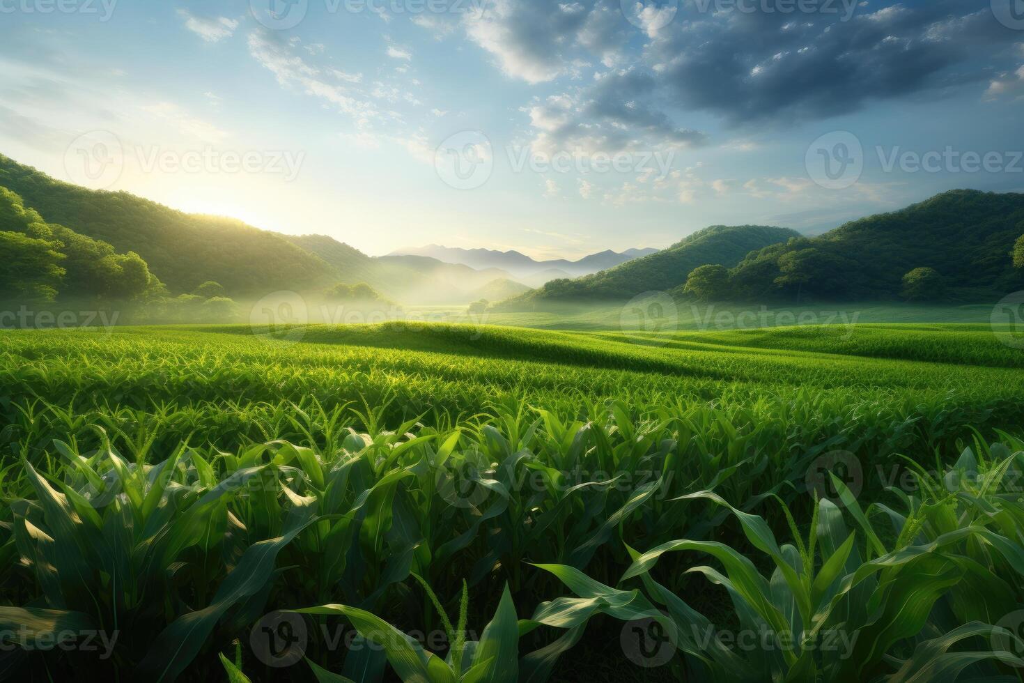 AI generated green corn field in the morning photo