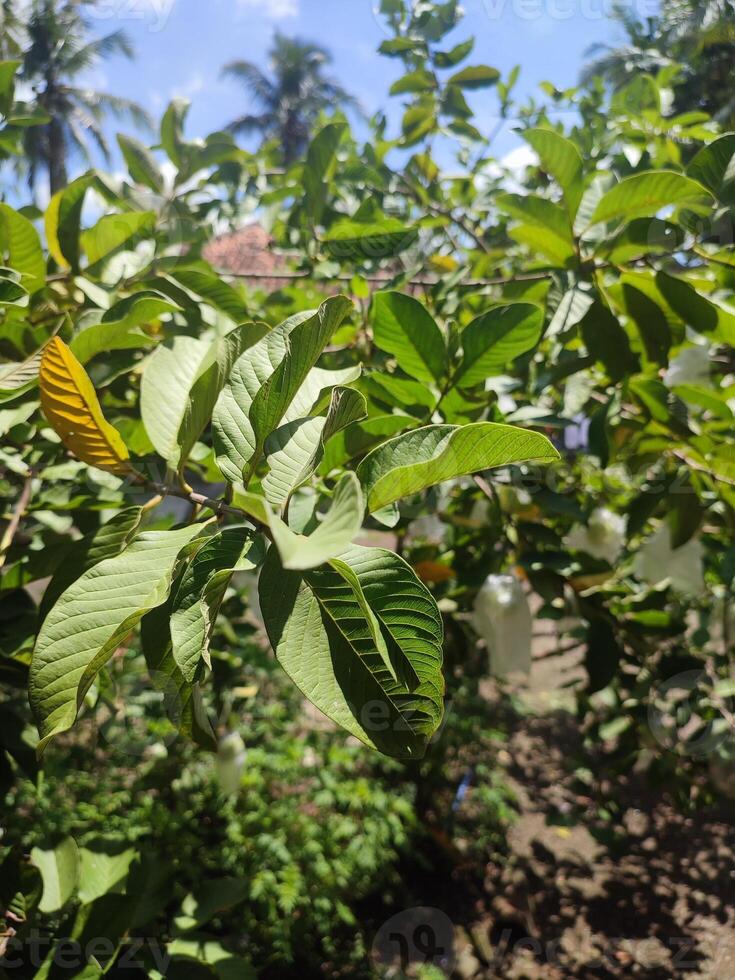 leaves, twigs and guava trees in the garden photo