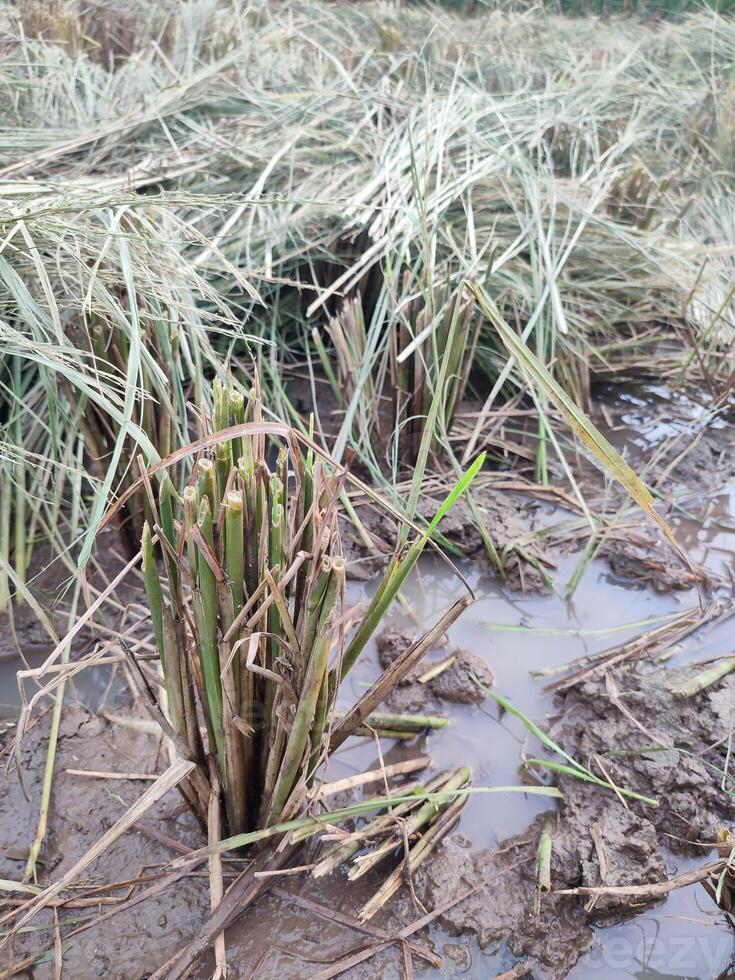 restante arroz raíces y arroz tallos ese tener estado cosechado foto