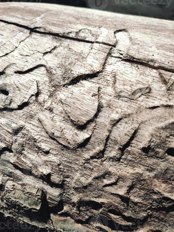 The bark pattern is the seamless texture of the tree. For background wood work, Brown hardwood bark photo