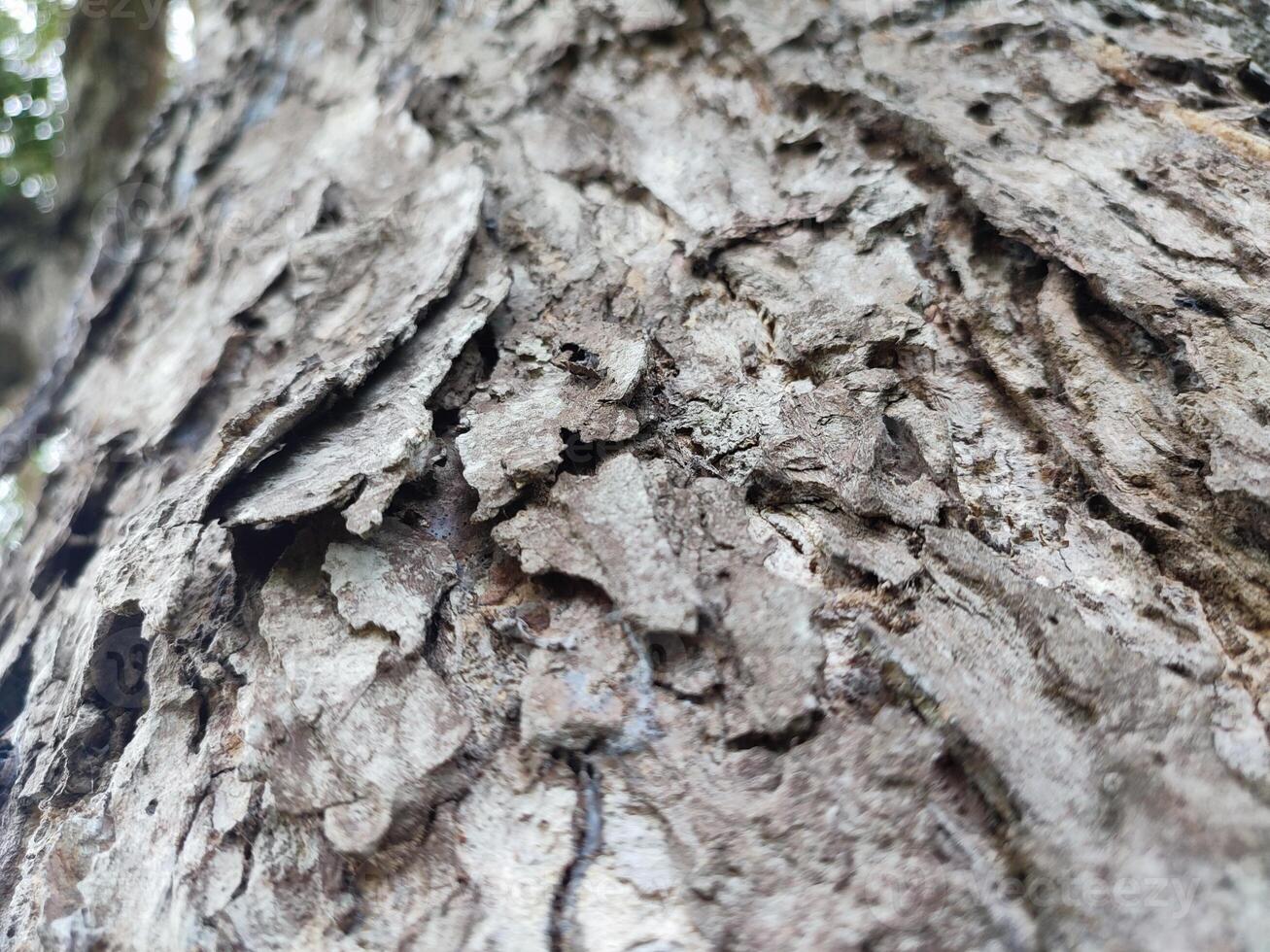 The bark pattern is the seamless texture of the tree. For background wood work, Brown hardwood bark photo