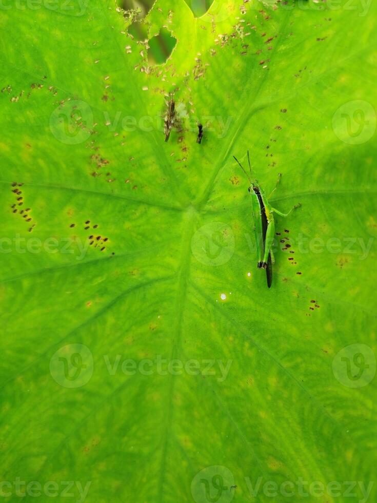 saltamontes en el hojas de un elefante oído colocasia taro planta foto