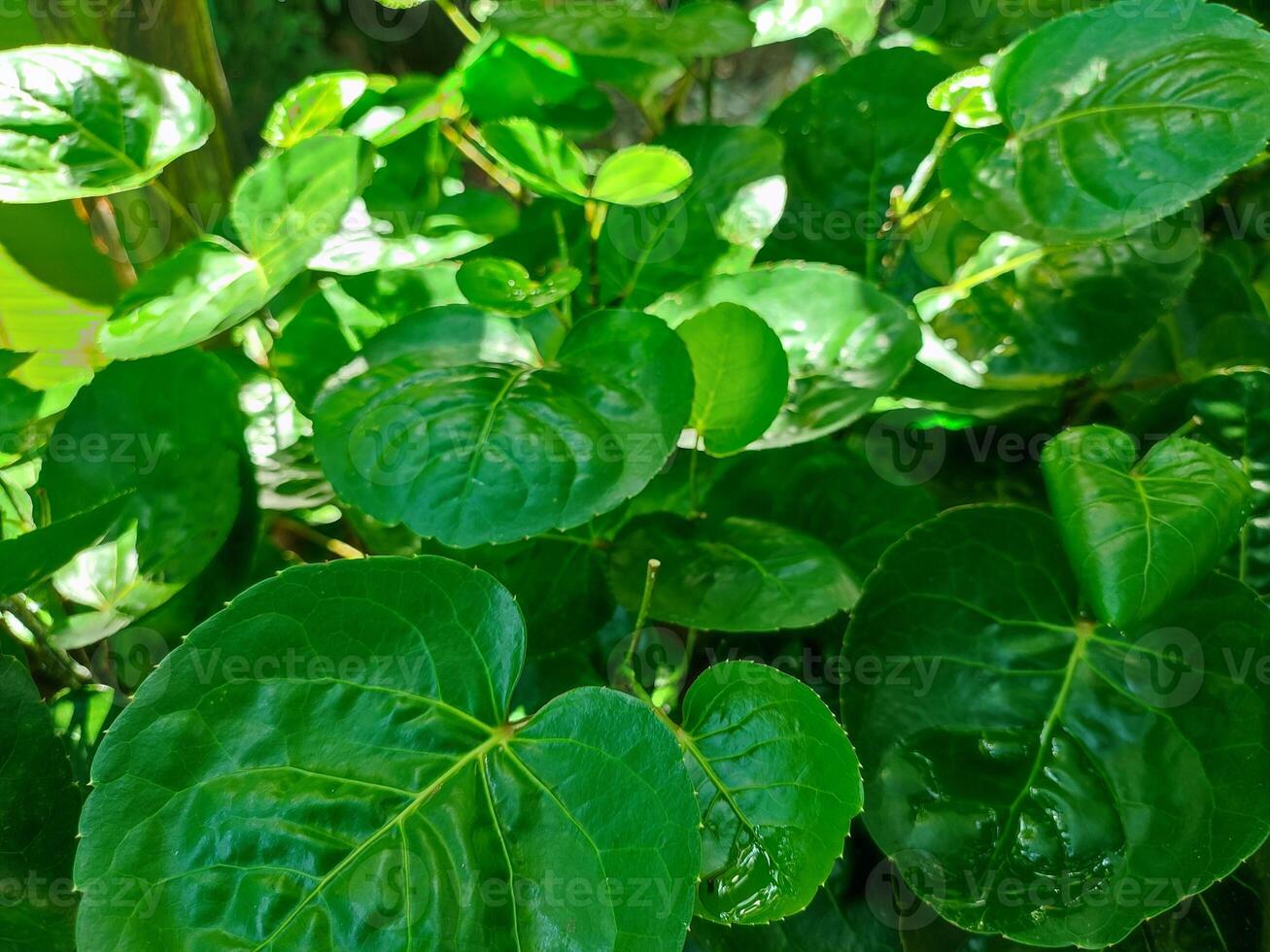 Polyscias scutellaria is a decorative garden plant and medicinal plant that is relatively popular in the archipelago. The name refers to the shape of the leaves are curved like a bowl. photo