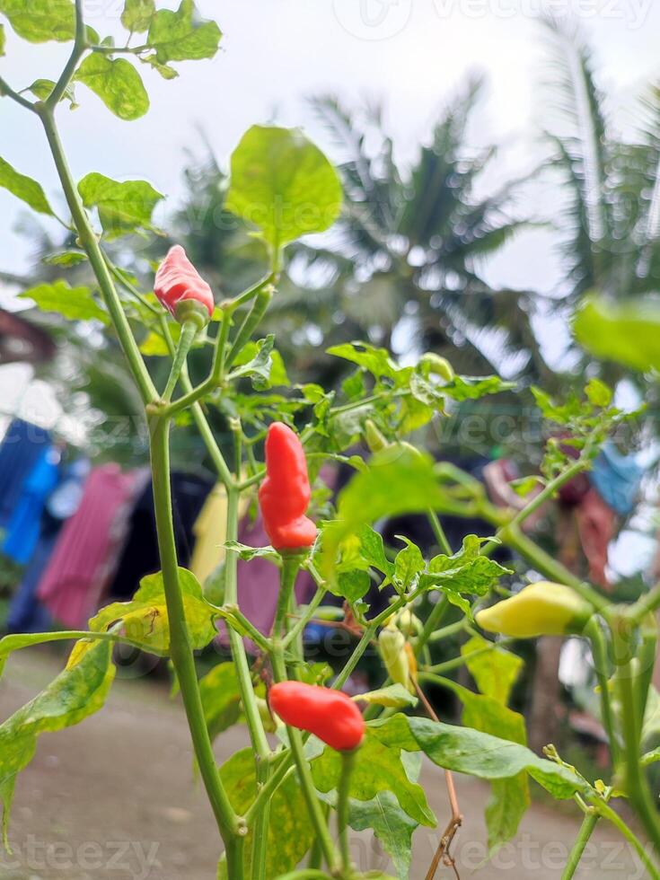 Pimiento frutescens 'Tabasco' o Tabasco pimienta de cosecha propia en un pequeño patio interior. foto