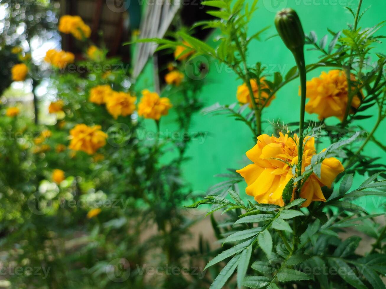 Tagetes erecta the Aztec marigold Mexican marigold big marigold cempaxochitl or cempasuchil is a species of flowering plant in the genus Tagetes native to Mexico. Bangladeshi Ganda flower photo