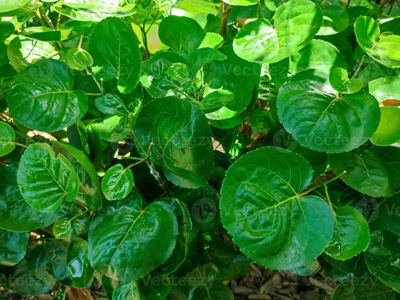 Polyscias scutellaria is a decorative garden plant and medicinal plant that is relatively popular in the archipelago. The name refers to the shape of the leaves are curved like a bowl. photo