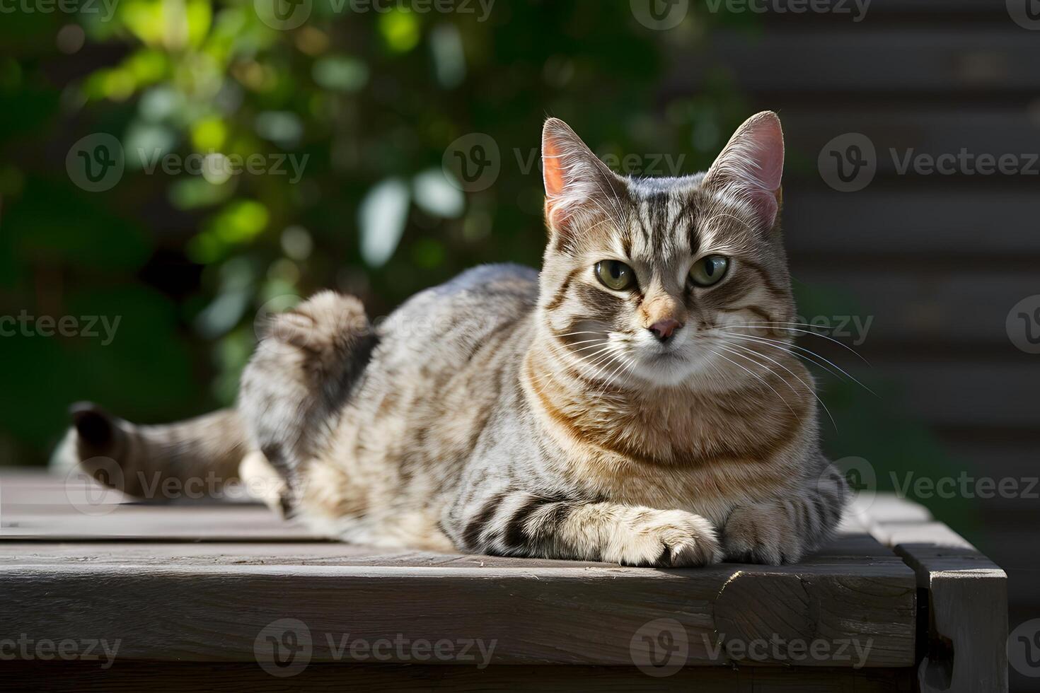 AI generated Cat lounges on wooden surface, basking in warmth and comfort photo