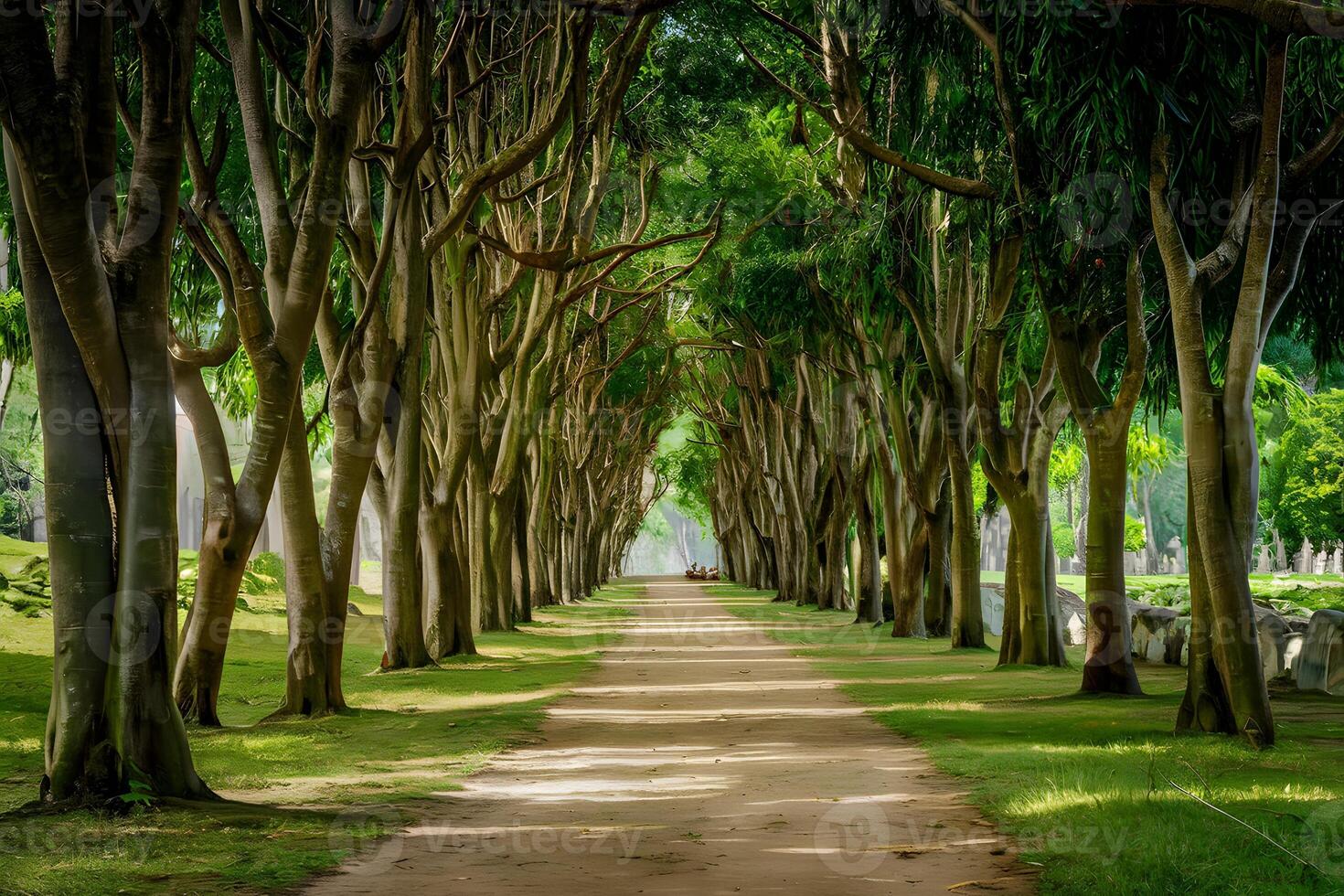 Tree Tunnel Stock Photos Images And Backgrounds For Free Download Tree Tunnel Stock Photos Images And Backgrounds For Free Download