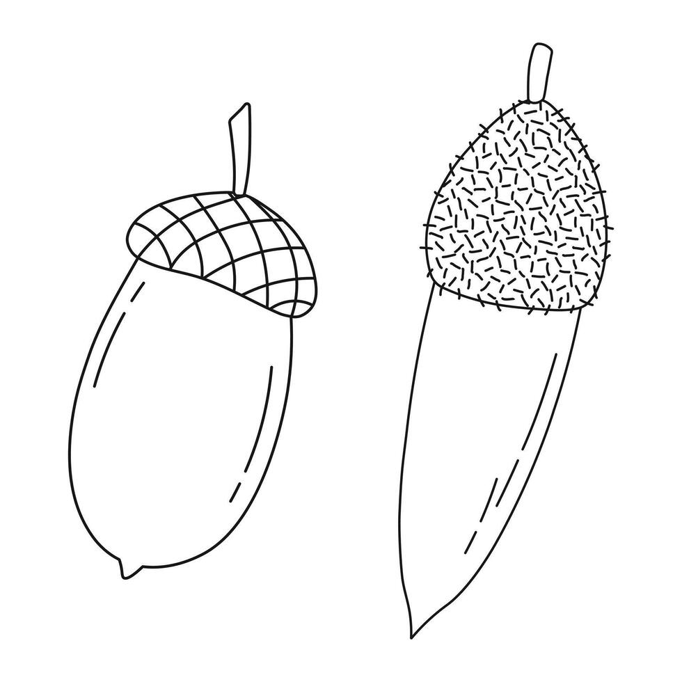 Line sketch of oak acorns and caps, isolated vector