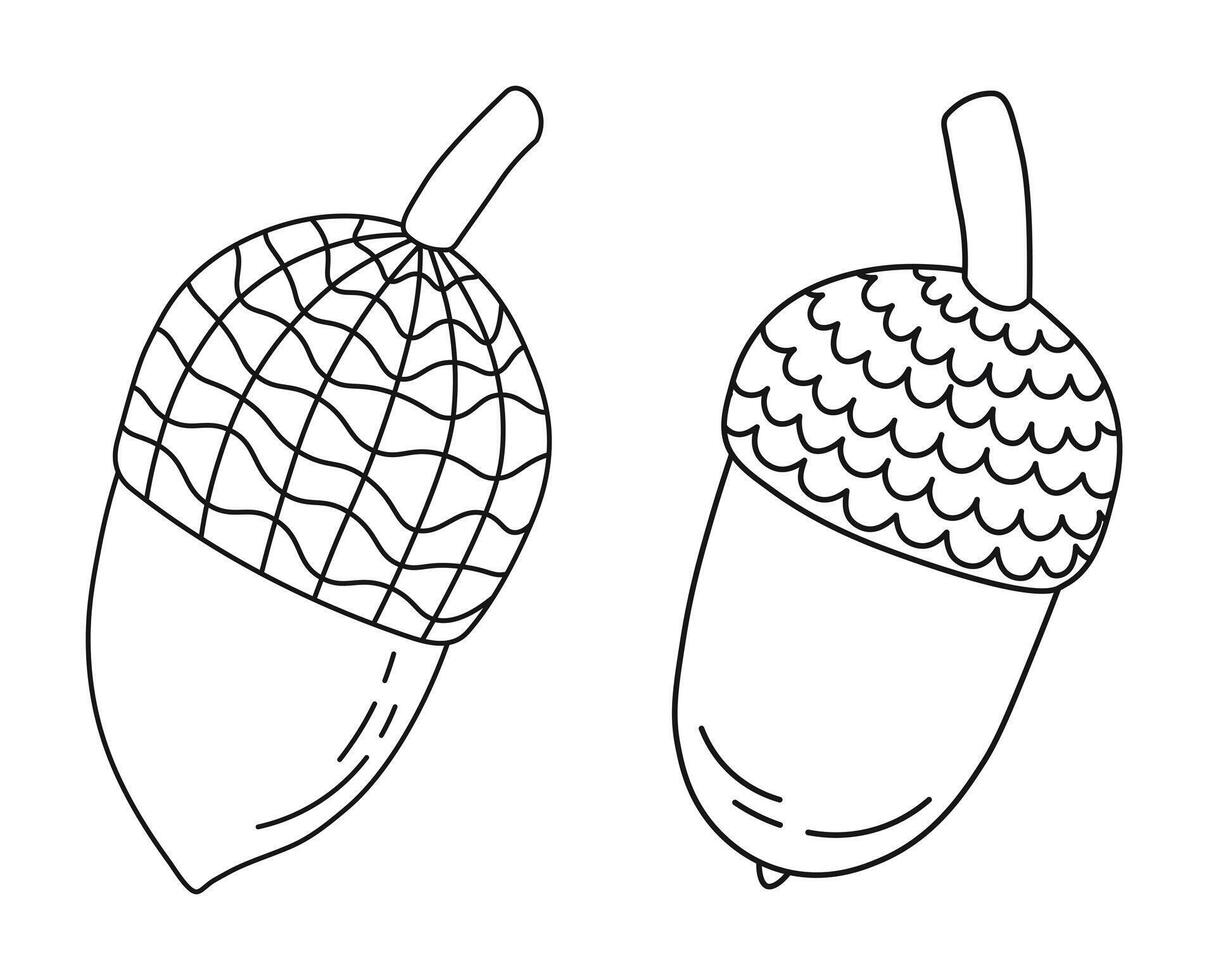 Line sketch of oak acorns and caps, isolated vector