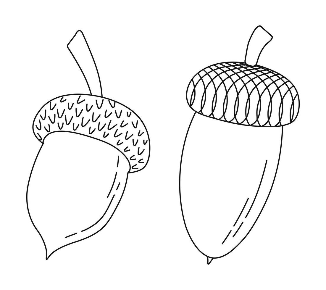 Line sketch of oak acorns and caps, isolated vector