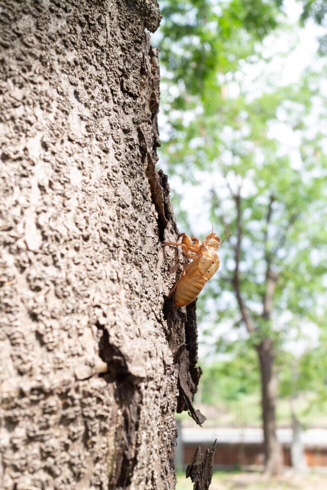 cigarra cáscara en el árbol, de cerca de foto. foto