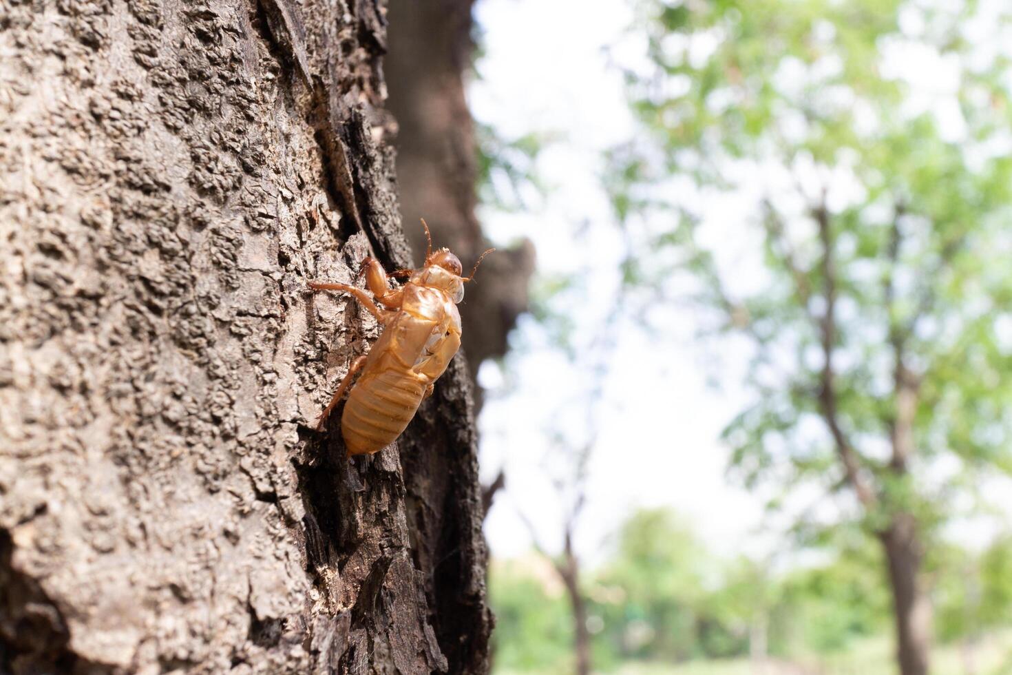 Cicada shell on the tree, closeup of photo. photo