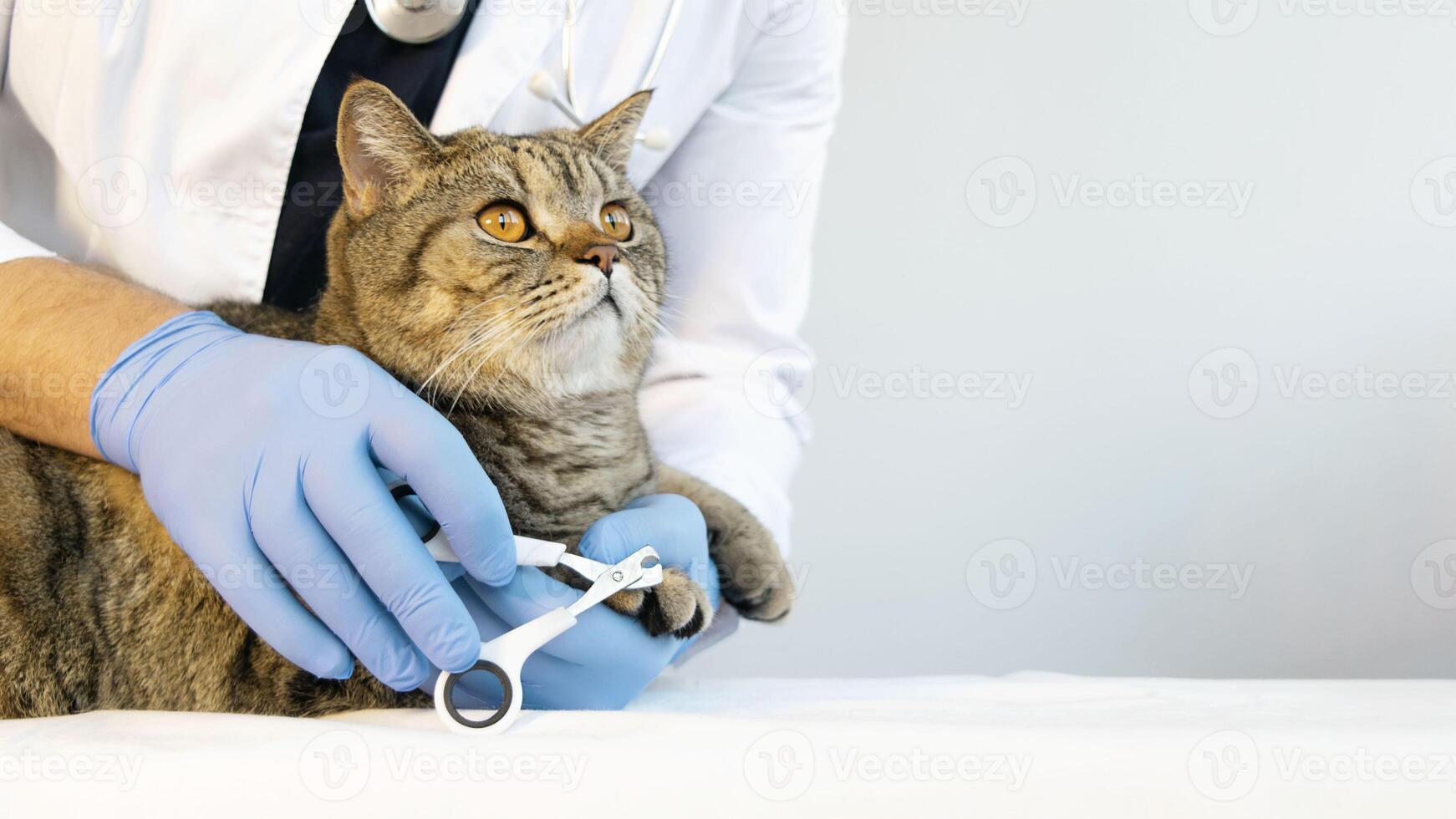 retrato de un hermosa escocés atigrado gato. veterinario medicamento. foto