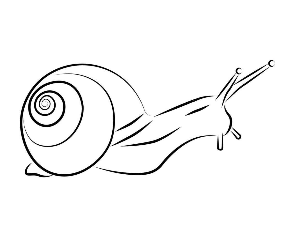 snail on a white background. cute animal. line art. vector